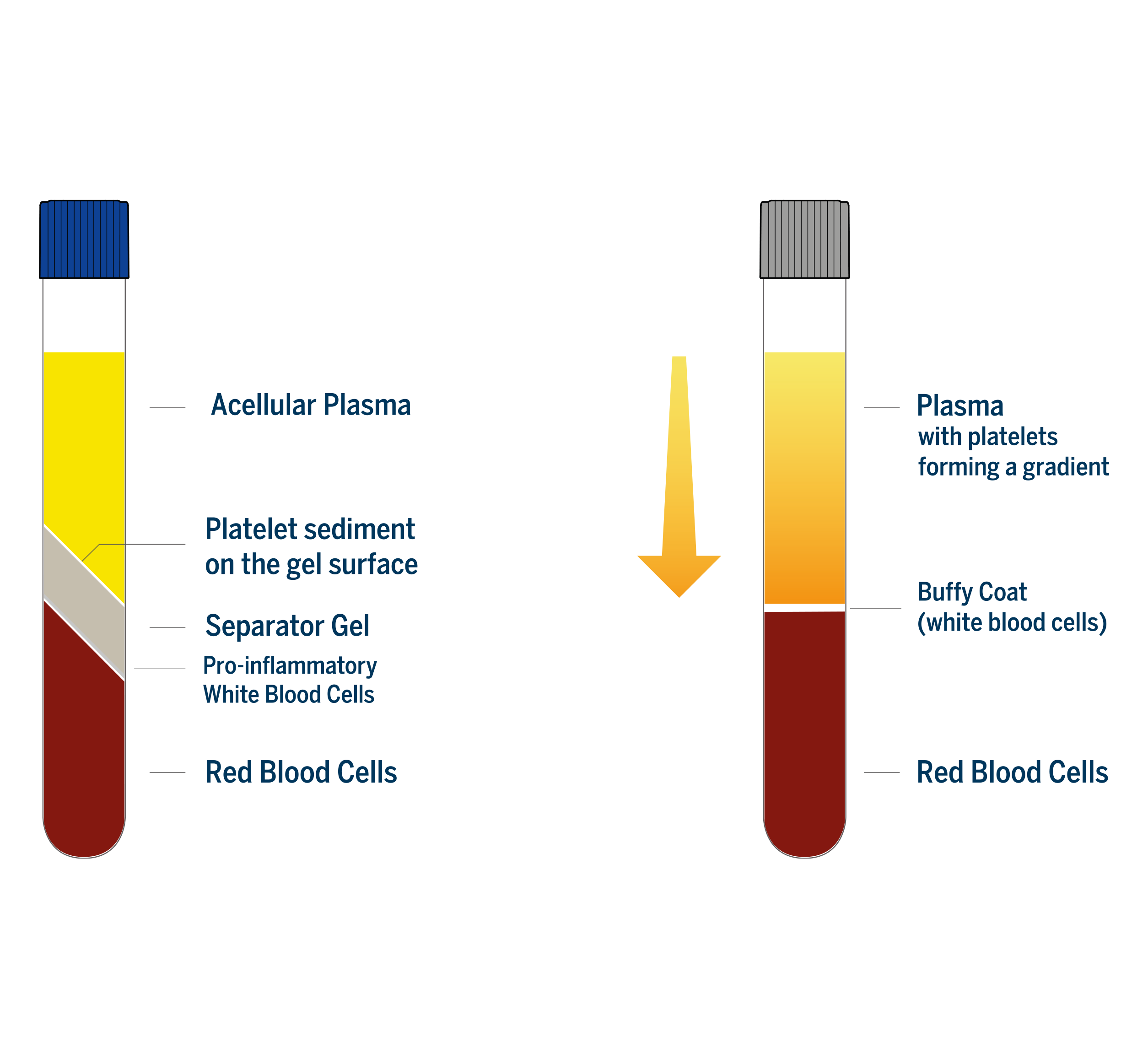 Red Blood Cells And White Blood Cells And Plasma