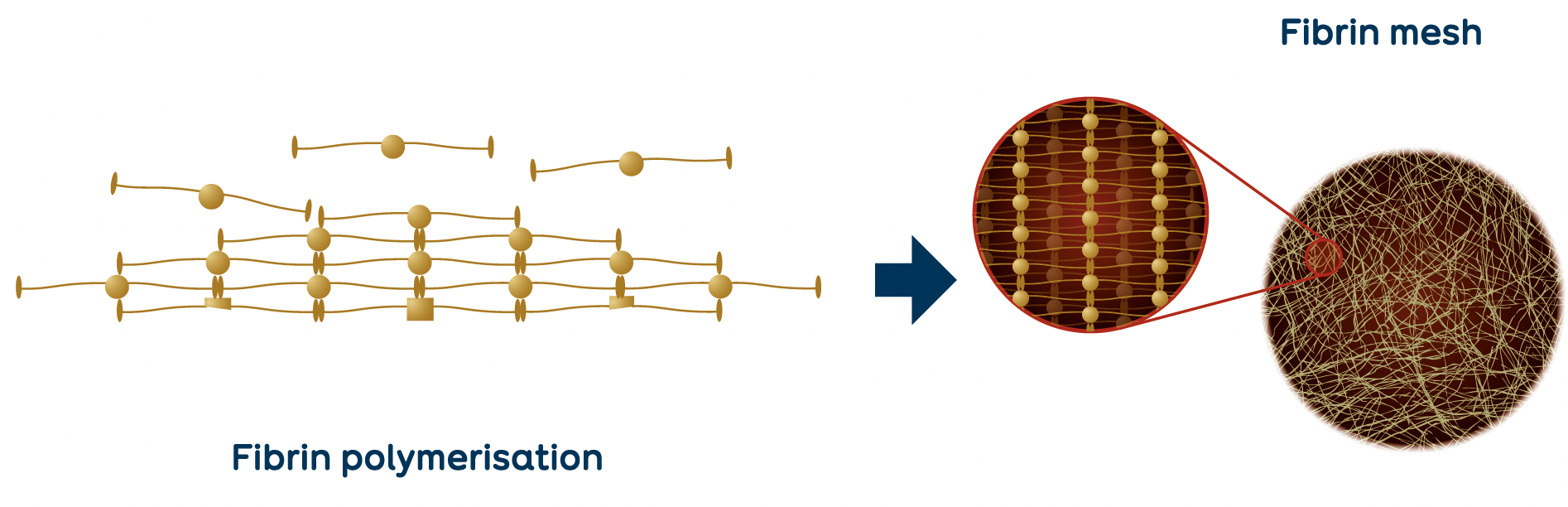 RegenPRP™ in combination with HA